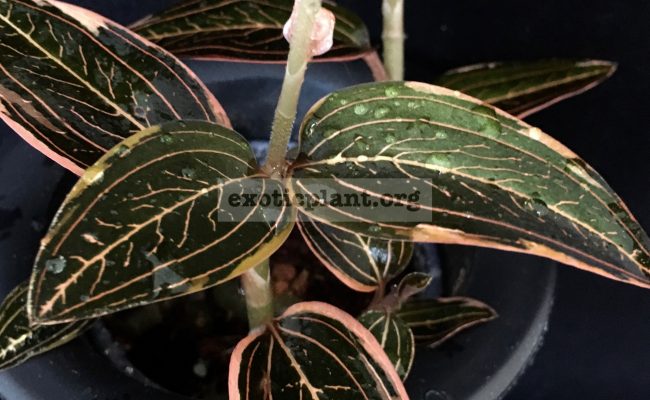 ludisia-discolor-variegated-1-1