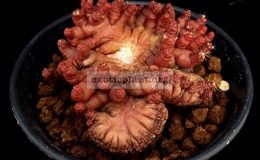 mammilaria-bocasana-Dwarf-Fred