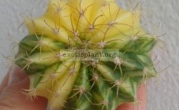 melocactus-variegated-25