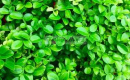 micromurraya-Golden-Leave-