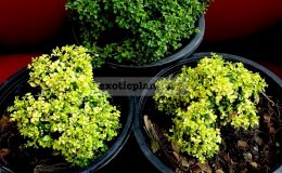 micromurraya-Golden-Leave-70