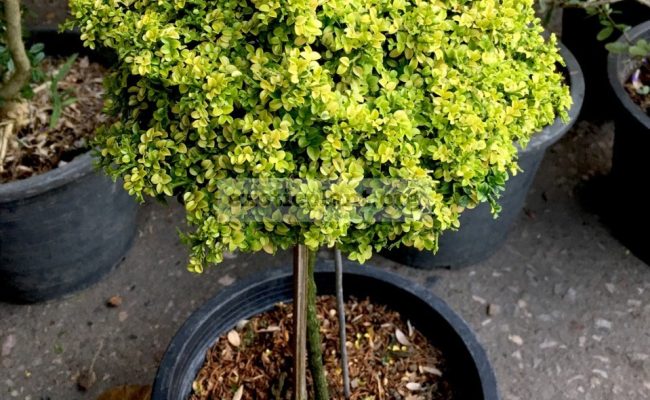 micromurraya-Golden-Leave-example