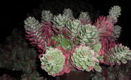 monadenium-lurdiae-variegated-