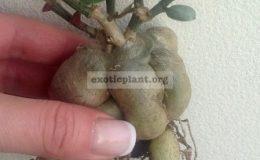 monadenium-montanum-30