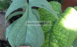 monstera-blue-