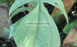 monstera-blue