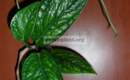 monstera-karstenianum