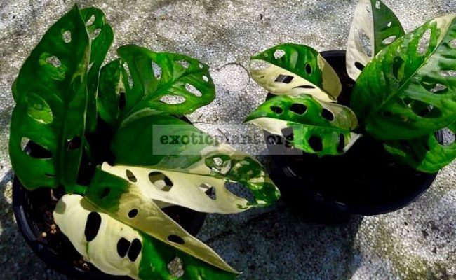 monstera-obliqua-variegated-260