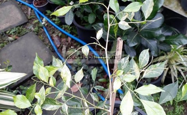 murraya-paniculata-variegated-120