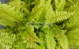 nephrolepis-Blonde-Ritas-Gold™