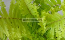 nephrolepis-Vintage-Lace-