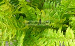 nephrolepis-exaltata-Tiger-Fern