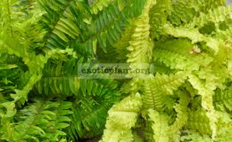 nephrolepis-exaltata-Tiger-Fern-and-nephrolepis-exaltata-Blonde-Ritas-Gold™