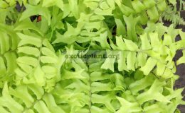 nephrolepis-exaltata-yellow-cristated-form-