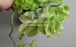 pedilanthus-trailing-form