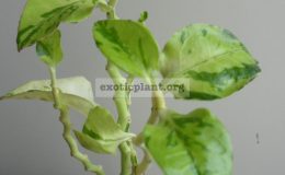 pedilanthus-zigzag-lime-