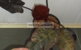 philodendron-Black-Cardinal-2-3900-