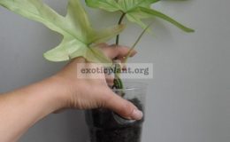 philodendron-Florida-Alba-1500-