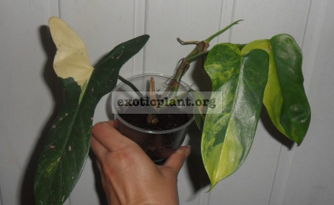 philodendron-Hummels-Gold-variegated-65
