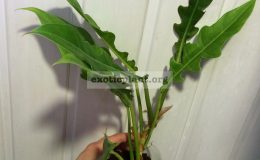 philodendron-Jungle-Boogie-1200