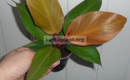 philodendron-Siam-Orange-700
