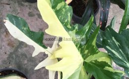 philodendron-minarum-variegated-500