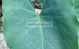 philodendron-sp-Argentina-1200-