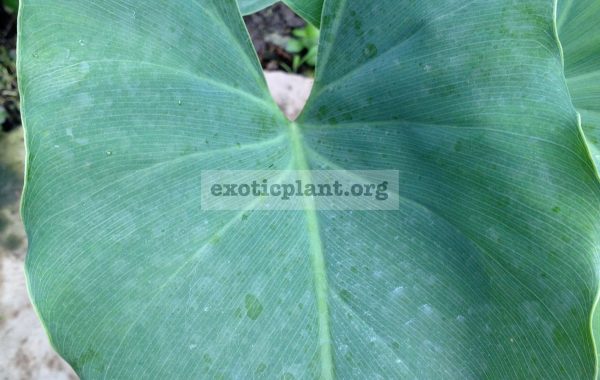 philodendron-sp-Argentina-1200-