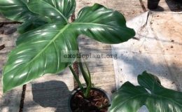 philodendron-sp-Trilobe-65