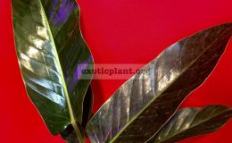 philodendron-sp-glance-50-