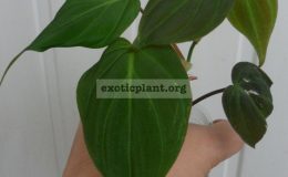 philodendron-sp-veloure-leave-800-