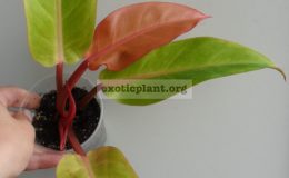 philodendron-sunshine-