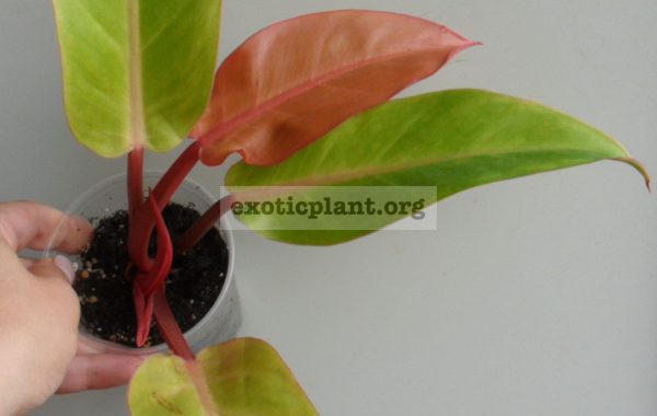 philodendron-sunshine-