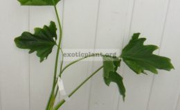 philodendron_selloum-500-