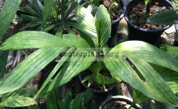 pinanga-coronata-23