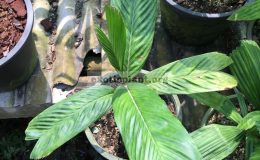 pinanga-simplicifron-37