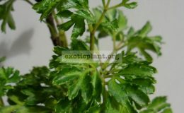 polyscias-Gold-Parsley