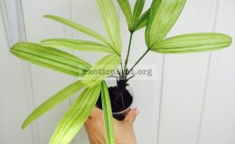 rhapis-sp-variegated-20-30