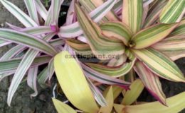 rheo-white-pink-green-10-rheo-yellow-pink-green-10-rheo-yellow-pink-10