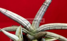 sansevieria-Boncel-Silver-