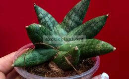 sansevieria-Boncel-Sumo-