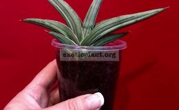 sansevieria-Lavlanos-1970-Platinum