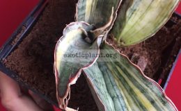 sansevieria-Silver-Blue-variegated-20500-1-3