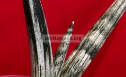 sansevieria-Vitch-hybrid-boncel-mutation-1-1