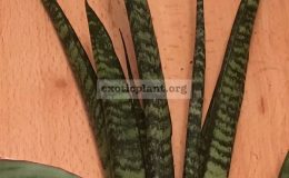 sansevieria-black-pearl