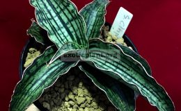 sansevieria-cv-Cleopatra-