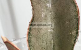 sansevieria-kirkii-Frosted-Copper-50-