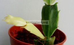 schlumbergera-variegated-15