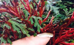 selaginella-erythrophylla-Southern-Thailand-20