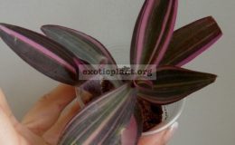 setcreasia-variegated-20